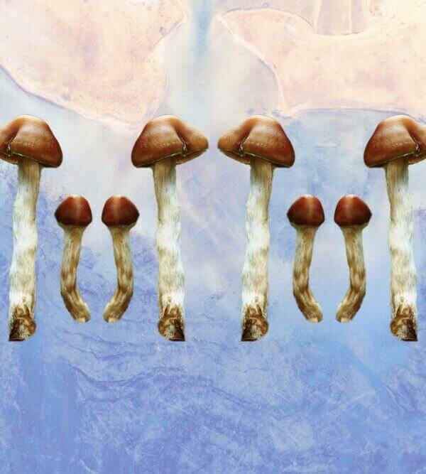 Microdosing mushrooms Capsules