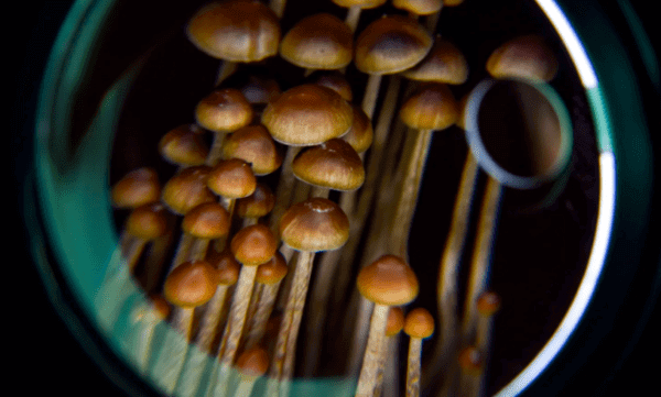 Microdosing mushrooms Capsules